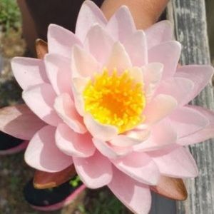 Meet your Posher, Nikisha